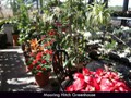 Hurricane-Greenhouse-2